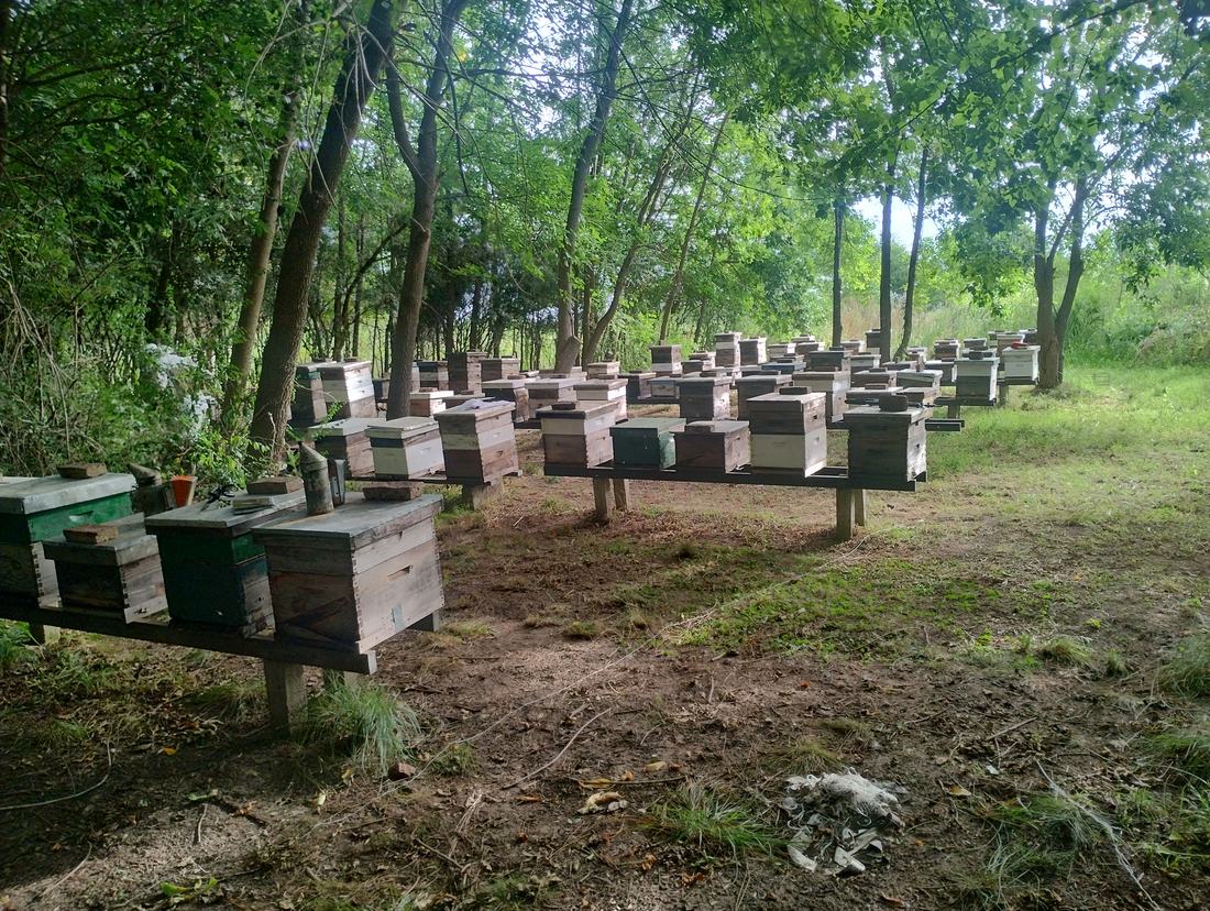 Colmenas entre los árboles del apiario de Escobar