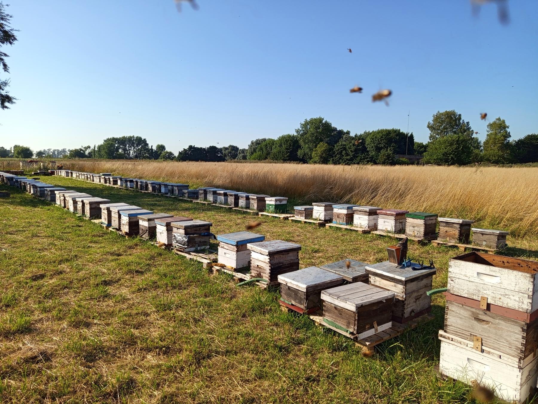Apiario en el campo, con abejas volando