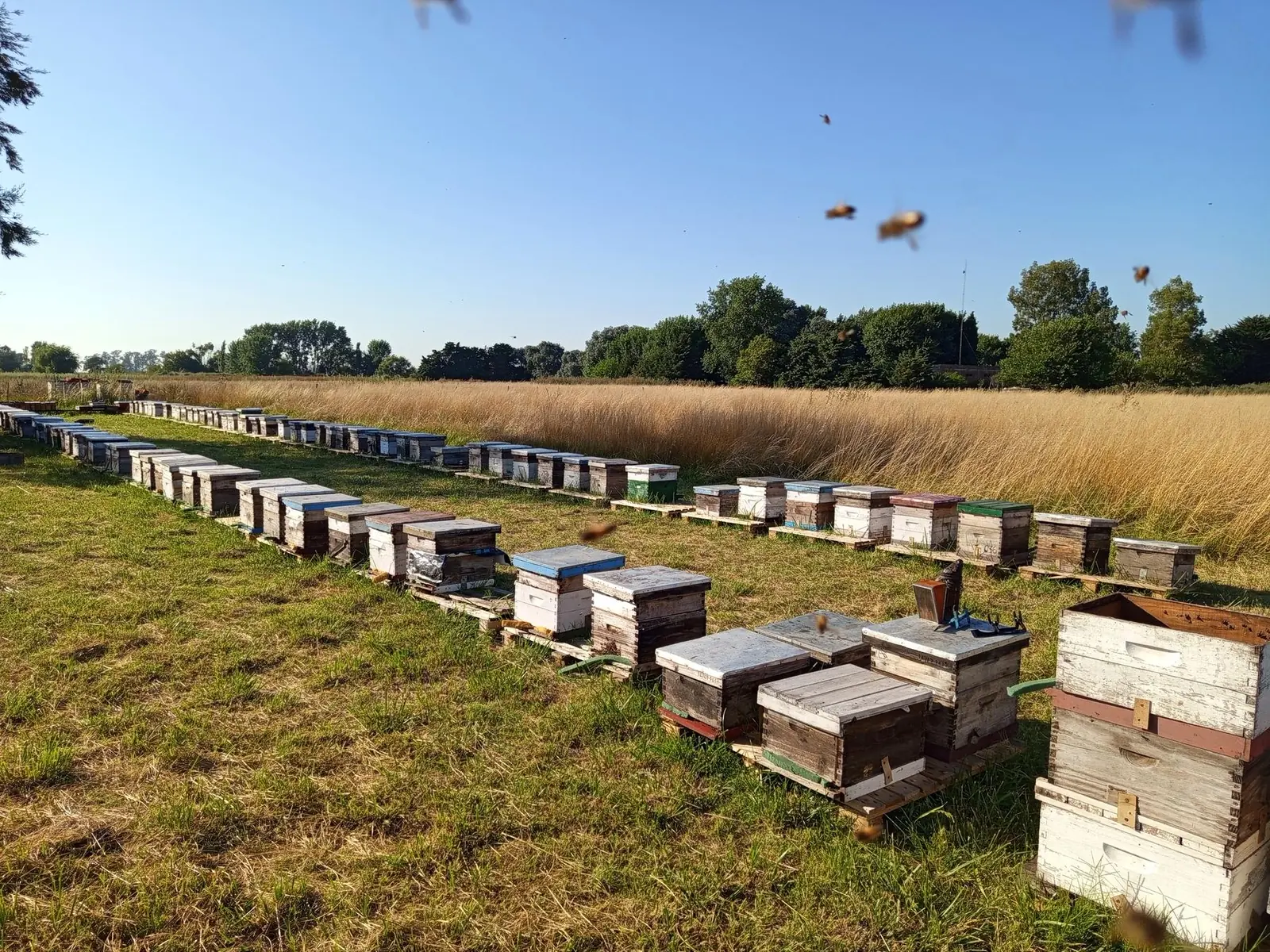 Apiario en el campo, con abejas volando