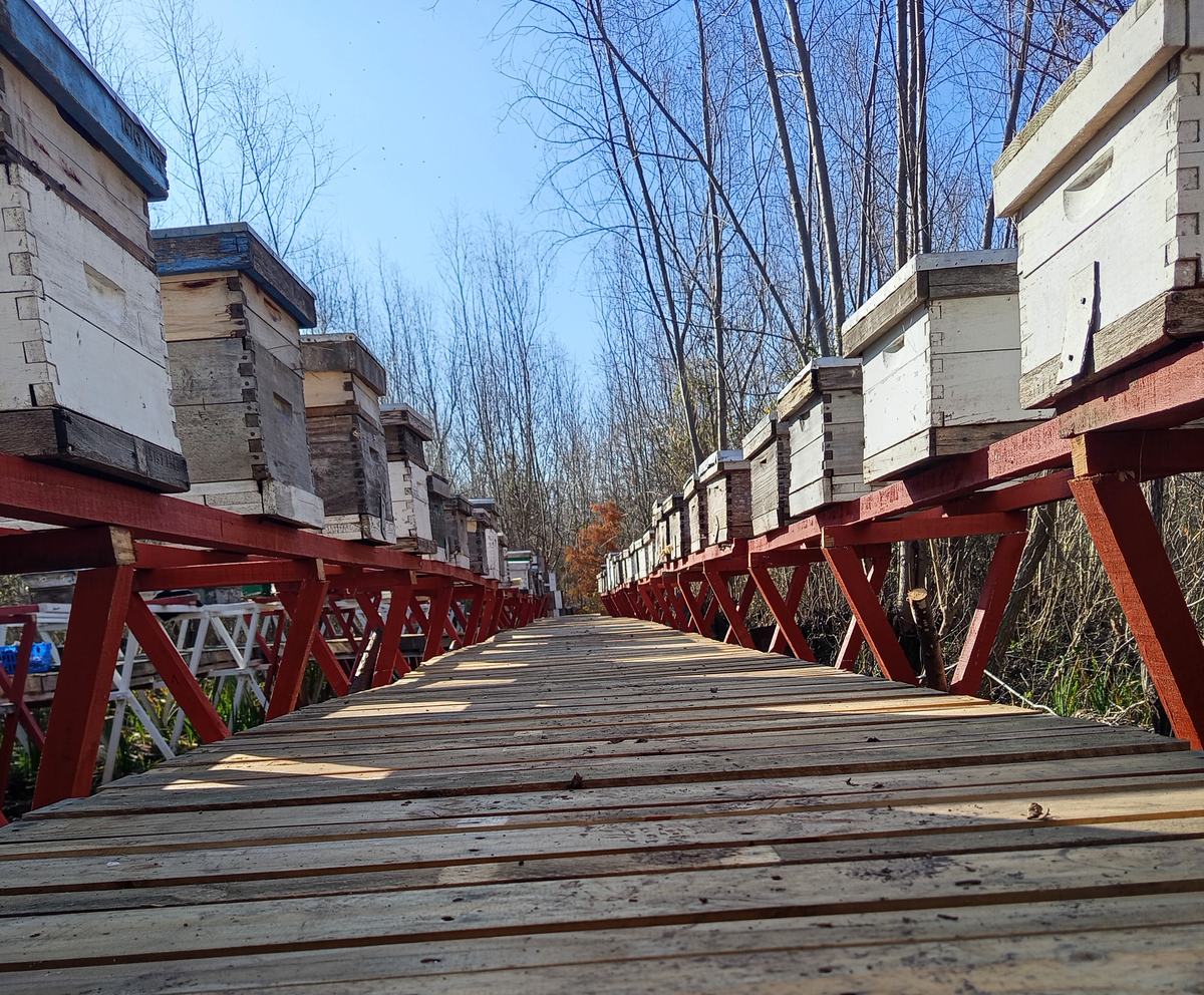 Pasarela de madera del apiario del Delta, con las colmenas a los costados