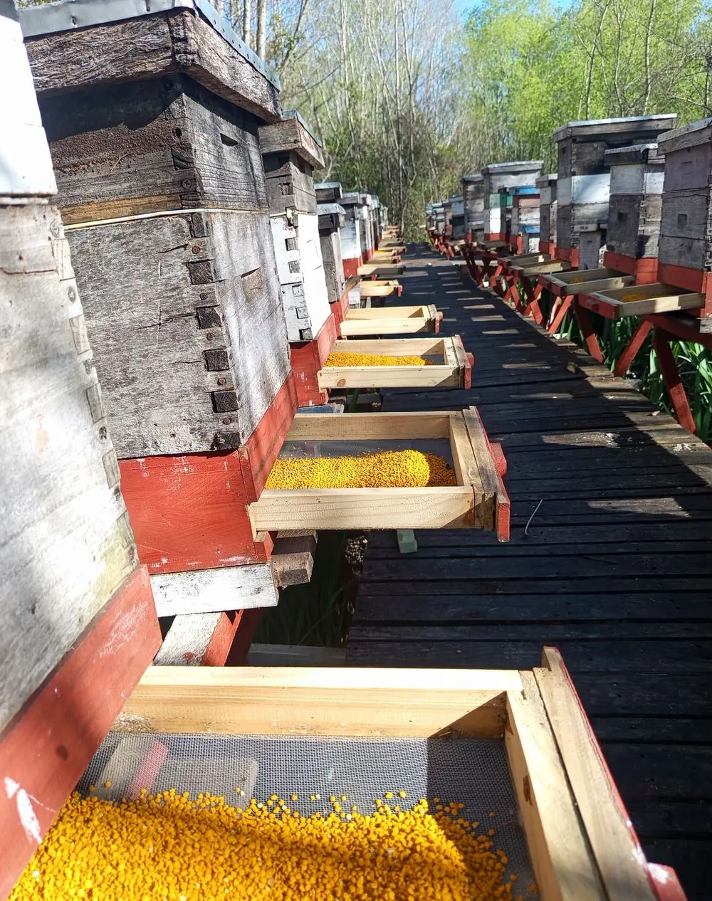 Trampas de polen en la entrada de las colmenas
