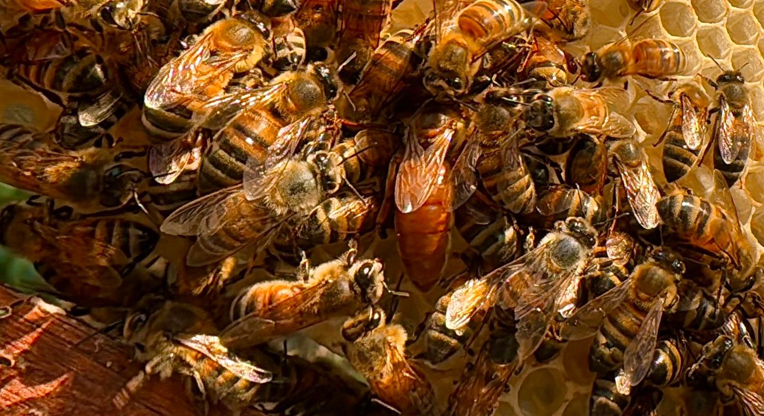 Abejas sobre el panal, con la reina en el centro